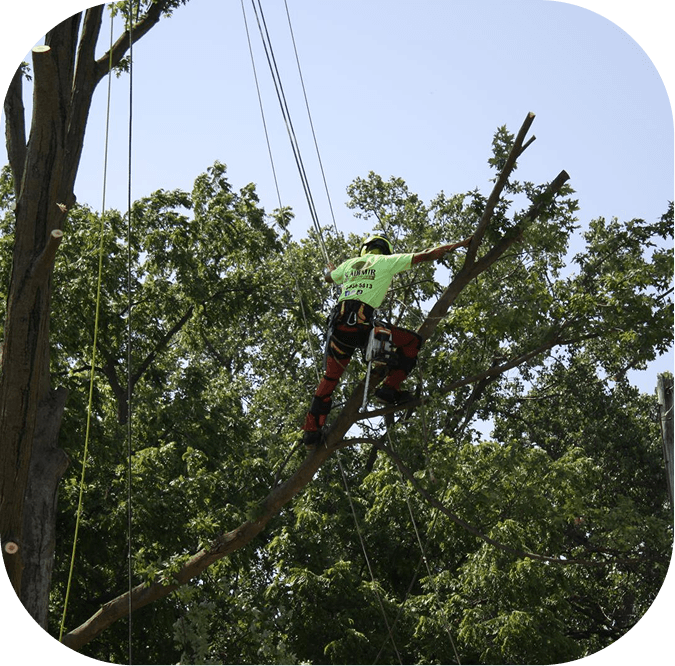 Dangerous Tree & Stump Removal