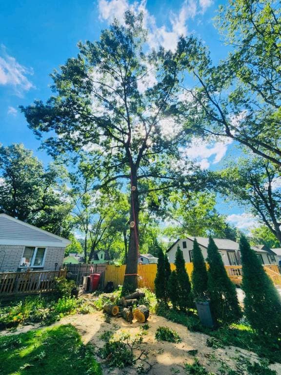 Tree Trimming