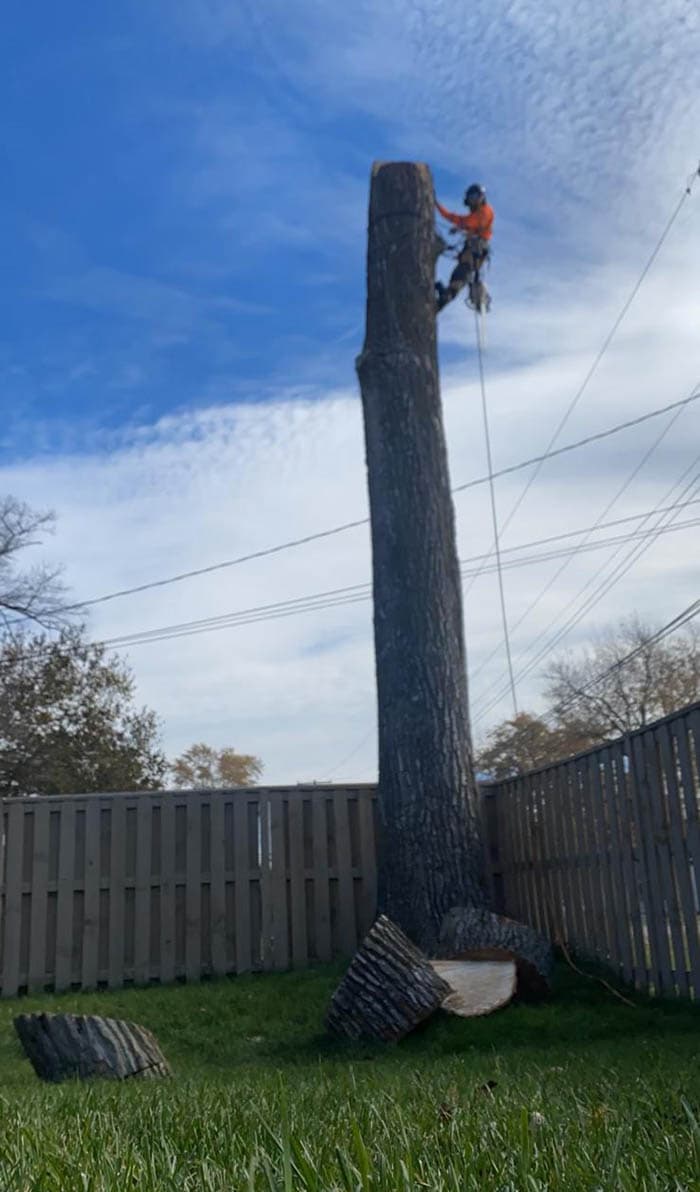 Best Tree Service