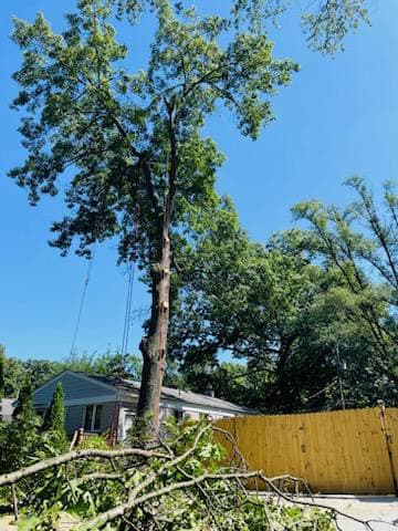 Professional Tree Service