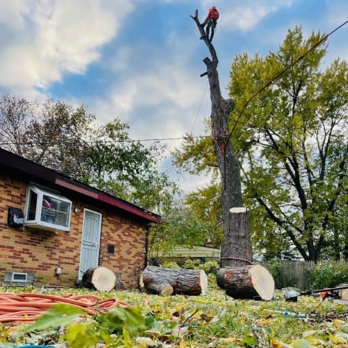 Tree Removal Service