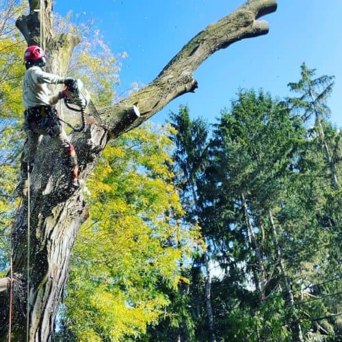 Tree Service Provider