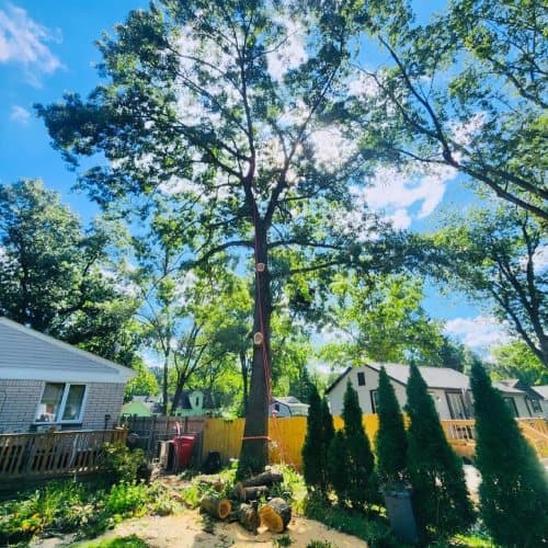 Tree Trimming Service