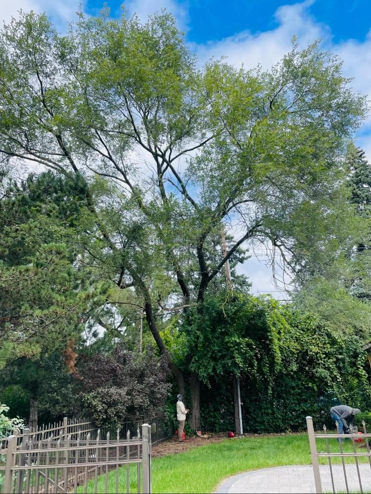 Residential Tree Removal