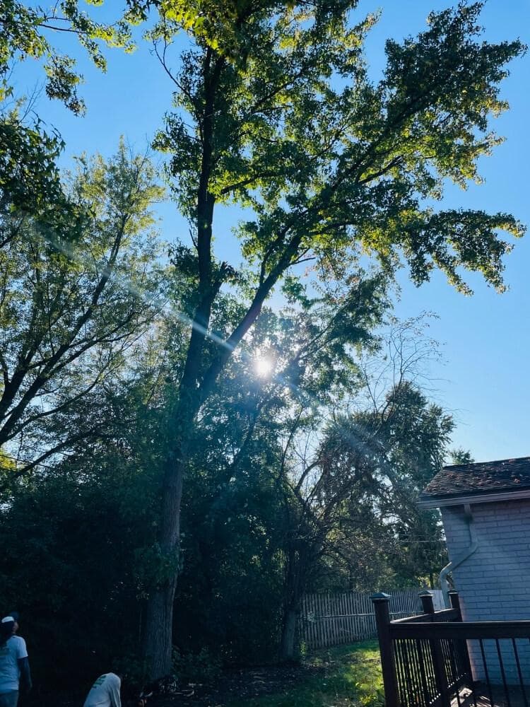 Tree Cutting Service