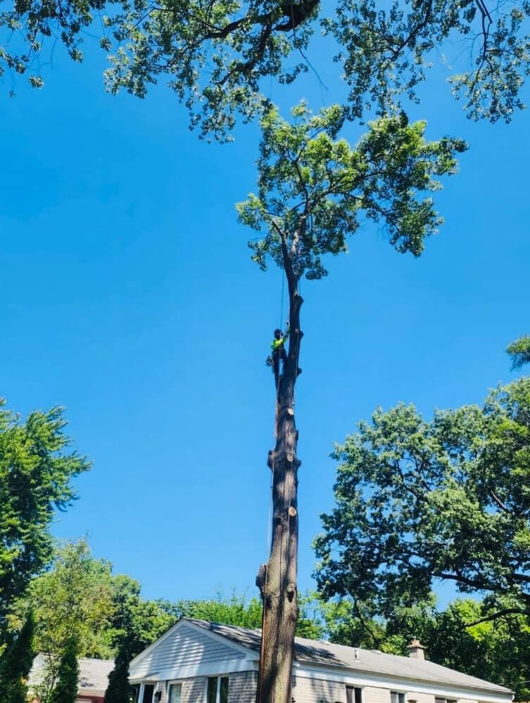 Tree Trimming