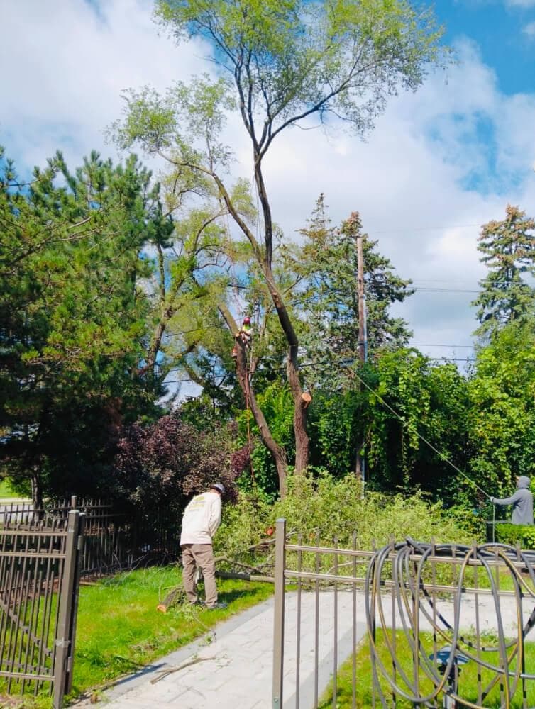Tree Trimming
