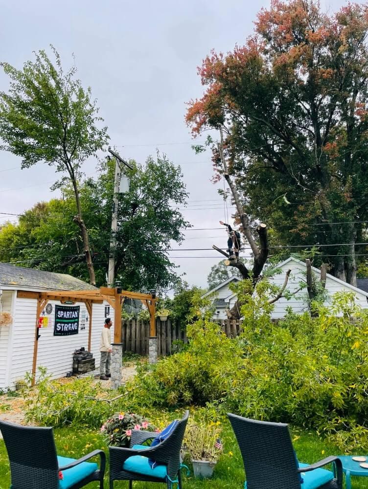 Tree Trimming