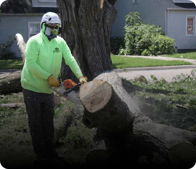 Dangerous Tree Removal